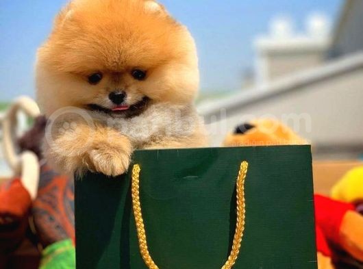 Sağlık Ve Irk Onaylı Scr Sertifikalı Muhteşem Pomeranian Boo Yavruları görsel