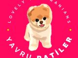 Patibul.com Den Mini Pomeranian Boo Tcup Oğlumuz Tarçın / Yarışma Düzeyi