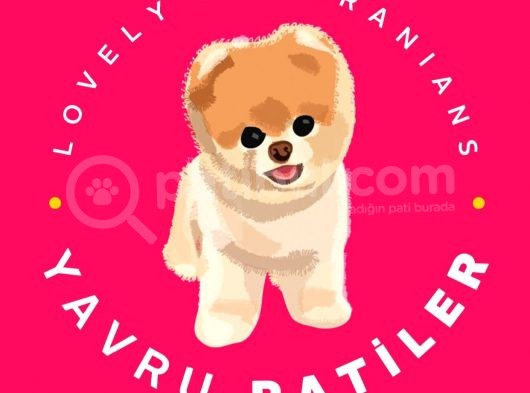 Patibul.com Den Mini Pomeranian Boo Tcup Oğlumuz Tarçın / Yarışma Düzeyi görsel