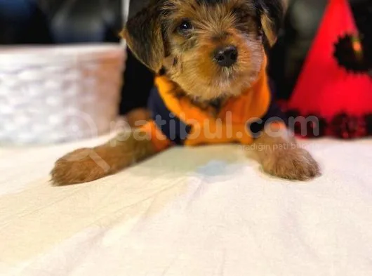 Yorkshire Terrier