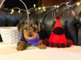 Oyuncu Yorkshire Terrier