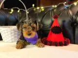 Oyuncu Yorkshire Terrier