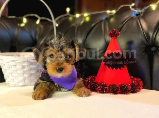 Oyuncu Yorkshire Terrier