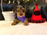 Oyuncu Yorkshire Terrier