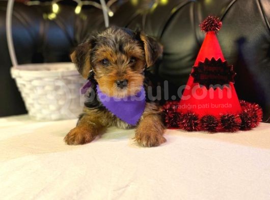 Oyuncu Yorkshire Terrier görsel