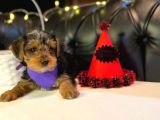 Oyuncu Yorkshire Terrier