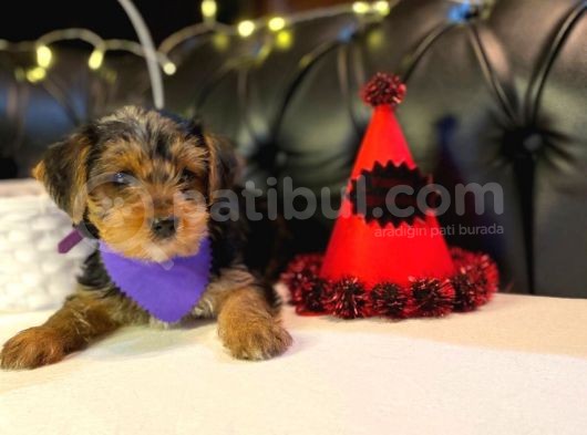Oyuncu Yorkshire Terrier görsel