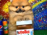 Patibul.com Den Mini Pomeranian Boo Tcup Oğlumuz Tarçın / Yarışma Düzeyi