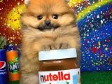 patibul.com den mini pomeranian boo tcup oğlumuz Tarçın / Yarışma düzeyi