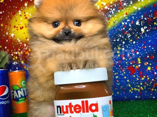Patibul.com Den Mini Pomeranian Boo Tcup Oğlumuz Tarçın / Yarışma Düzeyi görsel