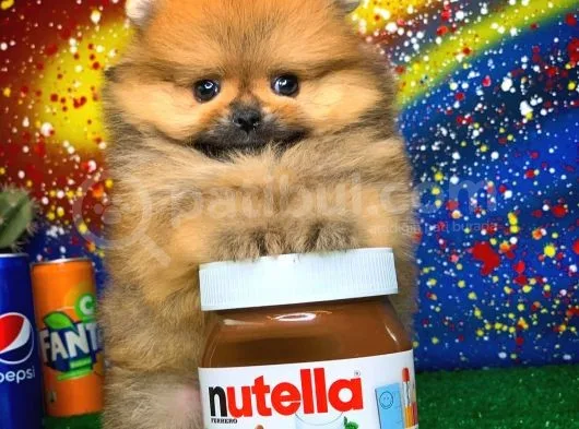 Patibul.com Den Mini Pomeranian Boo Tcup Oğlumuz Tarçın / Yarışma Düzeyi