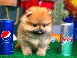 Patibul.com Den Mini Pomeranian Boo Tcup Oğlumuz Tarçın / Yarışma Düzeyi