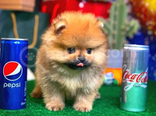 Patibul.com Den Mini Pomeranian Boo Tcup Oğlumuz Tarçın / Yarışma Düzeyi görsel