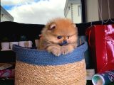 Patibul.com Den Mini Pomeranian Boo Tcup Oğlumuz Tarçın / Yarışma Düzeyi