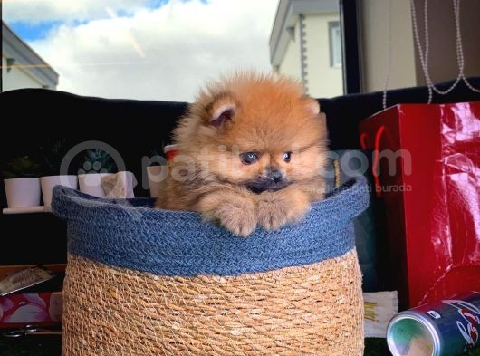 Patibul.com Den Mini Pomeranian Boo Tcup Oğlumuz Tarçın / Yarışma Düzeyi görsel
