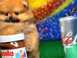 Patibul.com Den Mini Pomeranian Boo Tcup Oğlumuz Tarçın / Yarışma Düzeyi