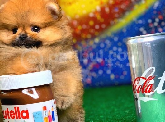 Patibul.com Den Mini Pomeranian Boo Tcup Oğlumuz Tarçın / Yarışma Düzeyi görsel
