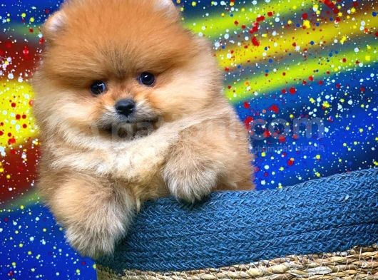 Patibul.com Den Mini Pomeranian Boo Tcup Oğlumuz Tarçın / Yarışma Düzeyi görsel