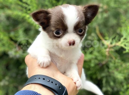 Tea Cup Chi̇huahua görsel