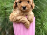 Tea Cup Poodle