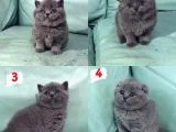 HARİKA GÜZELLİKTE British Shorhair ve Scottish Fold Yavruları