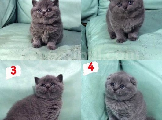 Hari̇ka Güzelli̇kte British Shorhair Ve Scottish Fold Yavruları görsel