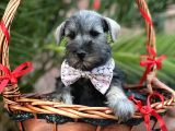 Mi̇nyatür Schnauzer