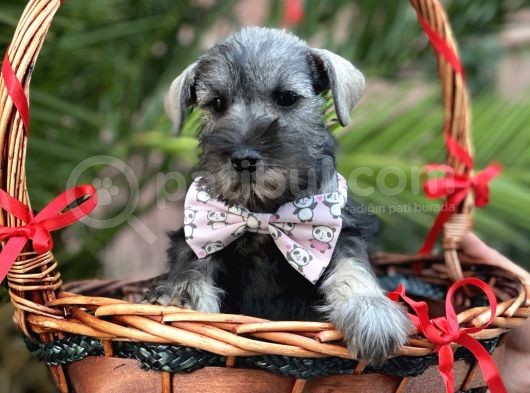 Mi̇nyatür Schnauzer görsel
