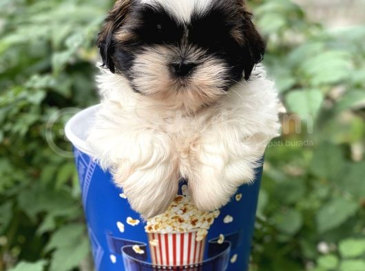 Shıtzu görsel