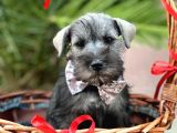 Mi̇nyatür Schnauzer