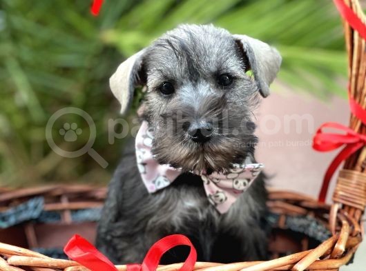Mi̇nyatür Schnauzer görsel