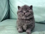 Hari̇ka Güzelli̇kte British Shorhair Ve Scottish Fold Yavruları