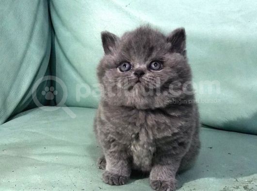 Hari̇ka Güzelli̇kte British Shorhair Ve Scottish Fold Yavruları görsel