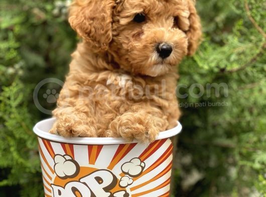 Red Toy Poodle görsel