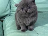 Hari̇ka Güzelli̇kte British Shorhair Ve Scottish Fold Yavruları