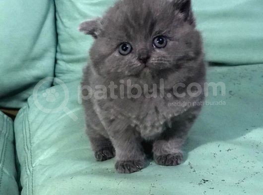 Hari̇ka Güzelli̇kte British Shorhair Ve Scottish Fold Yavruları görsel