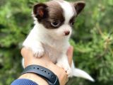 Tea Cup Chi̇huahua
