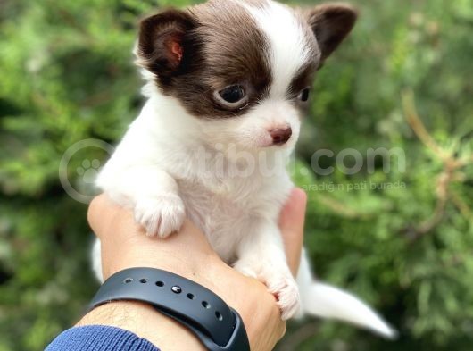 Tea Cup Chi̇huahua görsel