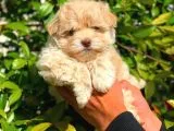 ANNE BABADAN ORJİNAL MALTİPOO