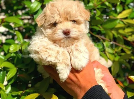 Anne Babadan Orji̇nal Malti̇poo