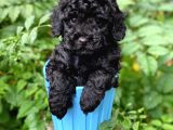 Si̇yah Toy Poodle