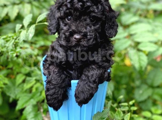Si̇yah Toy Poodle görsel