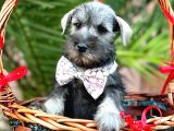 Mi̇nyatür Schnauzer