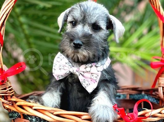 Mi̇nyatür Schnauzer görsel
