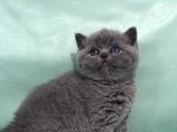 Hari̇ka Güzelli̇kte British Shorhair Ve Scottish Fold Yavruları