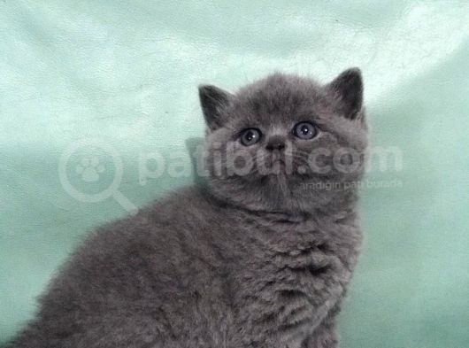 Hari̇ka Güzelli̇kte British Shorhair Ve Scottish Fold Yavruları görsel