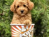 Red Toy Poodle