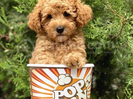 Red Toy Poodle görsel