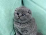 Hari̇ka Güzelli̇kte British Shorhair Ve Scottish Fold Yavruları
