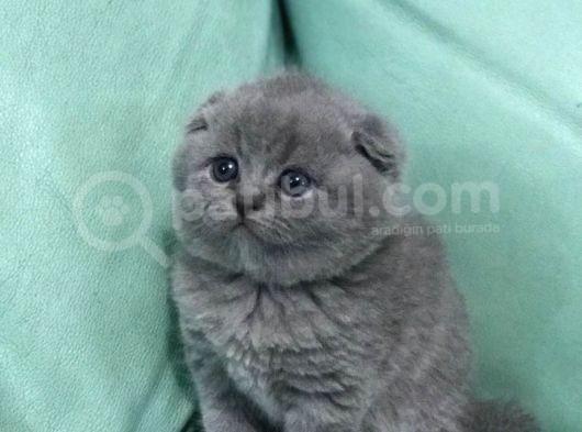 Hari̇ka Güzelli̇kte British Shorhair Ve Scottish Fold Yavruları görsel